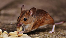 24 Hour & Emergency Exterminators in Silverstone, NC
